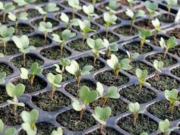 Image result for broccoli plant