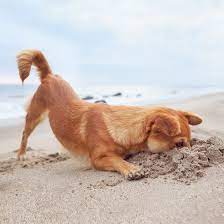 Beaches Where Dogs Can Swim Near Annapolis Maryland Dog Friendly Beach Dog Friends Dog Beach