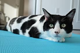 A Tribute To Tuxies And Their Tuxitude The Purrington Post