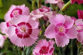 The 10 Top Fragrant Plants For Your Garden Smelling Flowers Fragrant Plant Dianthus Flowers