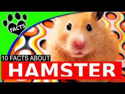 We hope that we have answered most of your questions however if. Hamster Facts And Information For Kids Hamster Animal Facts Animal Facts Hamster Cat Facts