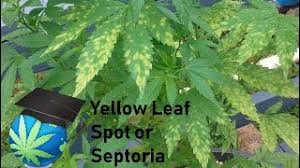 Check spelling or type a new query. How To Identify Prevent Leaf Spot Disease Or Leaf Septoria Cannabis Plants Youtube