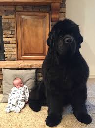 21 Photos Of Adorable Huge Newfoundland Dogs Dogs Addict