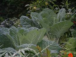 When you harvest collard greens, if not harvesting the entire head, it should be done from the bottom up, the lower stem will be made bare, giving the plant a tree like appearance. Secrets To Harvesting Tender Sweet Greens Veggie Gardening Tips