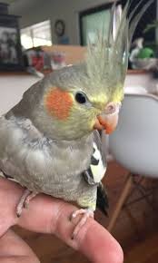 Lost Cockatiel Parrot Bird Bidwill New South Wales Nsw Australia L43186 Cockatiel Losing A Pet Parrot Bird