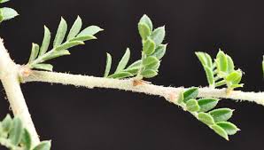 Image result for Ormocarpum trichocarpum