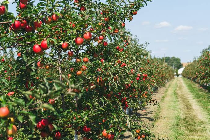 10 Best Places To Go Apple Picking In Canada