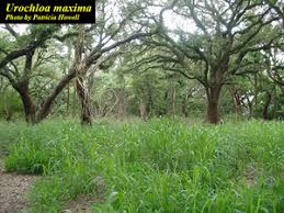 Image result for Urochloa platynota