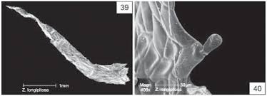 Image result for Zygophlebia villosissima