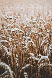 Corn field wallpapers top free corn field backgrounds. Hd Wallpaper Wheat Field Harvest Bokeh Blur Tan Cereal Getreide Corn Wallpaper Flare