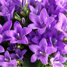 Dalmatian Bellflower Birch Hybrid Campanula Portenschlagiana My Garden Insider Garten Bircher