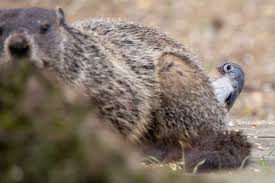 Maybe you would like to learn more about one of these? Illinois Bird Watchers Gets Shot Of Titmouse Plucking Woodchuck S Fur