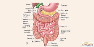 Small Intestine Function Location Parts Diseases Facts In 2021 Human Digestive System Large Bowel Intestines