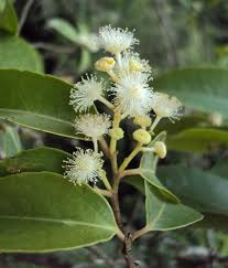 Image result for Scolopia zeyheri