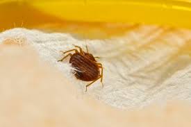 You can also use a steam cleaner . How To Get Rid Of Bed Bugs Fast Permanently A Complete Guide 2021