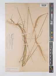 Image result for Trachypogon