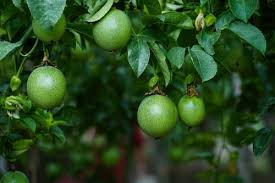 From wikipedia, the free encyclopedia. Top 8 Health Benefits Of Passion Fruit Healthifyme Blog