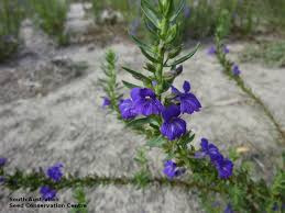 Image result for Stemodia serrata