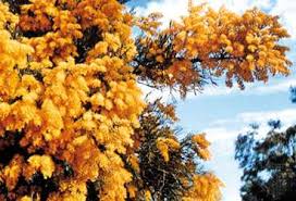 .more recently, the christmas tree or australian christmas tree , as the display of intensely bright flowers during the austral summer coincides with the christmas season. Australian Christmas Tree Description Species Parasite Facts Britannica