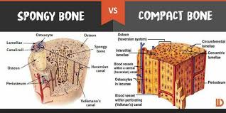Anatomy of a long bone.a typical long bone shows the gross anatomical characteristics of bone. Pin On Funny
