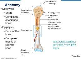 Long bone diagram blank human skeleton template database hand bones. 2012 Pearson Education Inc The Skeletal System Parts Of The Skeletal System Bones Skeleton Joints Cartilages Ligaments Two Subdivisions Of The Skeleton Ppt Download