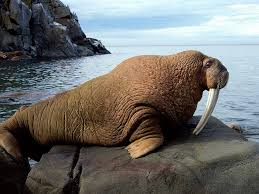 Top 10 Largest Land Animals In The World Sea Animals Sea Pig Sea Mammal