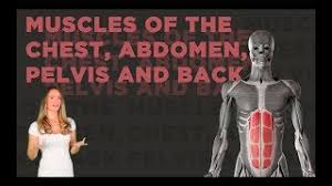 Extend your arms (and the band) fully in front of your chest. Muscles Of The Chest Abdomen Pelvis And Back Youtube