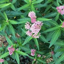 Swamp Milkweed Asclepias Incarnata Asclepias Incarnata Swamp Milkweed Rose Milkweed Rose Milkflower Herbaceous Perennials Perennial Plants Plant Species