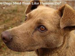 Why is my dog crying tears. Can Dogs Cry Like Humans Do Pethelpful