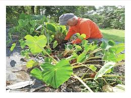 Nearly every native plant horticulturist has his or her favorite techniques for grow native hawaiian plants. Hawaii State Public Library System Community Seed Library Growing Native Hawaiian Plants With Peter Van Dyke