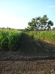 The long aged practices of tropical traditional agroforestry systems mainly home gardens are generally. Agroforestry Wikipedia