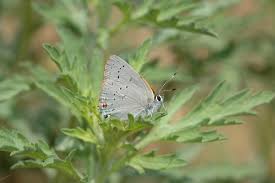 Image result for Satyrium sceptrum