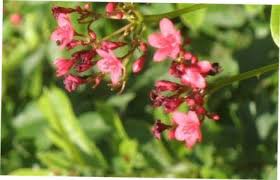 Image result for Anisotes