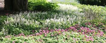 Schattengarten Schiessbuhl Garten Garten Landschaftsbau Schattengarten Garten Landschaftsbau Garten