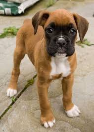 Boxer Dog Black And Brown Puppy Adorable Boxer Puppy With The Black Face Mask Love Her Boxer Boxerdog Boxerbaby Love Puppylove Boxer Puppy Boxer Puppies Boxer Dogs