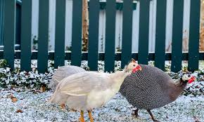 Since the time of domestication, guinea fowls are mostly bred for meat. Guinea Hens The Unexpected Visitors Tilly S Nest