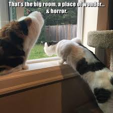 Check spelling or type a new query. Lolcats Window Lol At Funny Cat Memes Funny Cat Pictures With Words On Them Lol Cat Memes Funny Cats Funny Cat Pictures With Words On