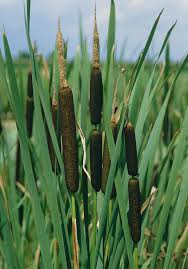 Image result for Typha latifolia