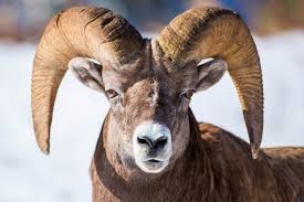 goat9 e 存在感あり過ぎ ゴージャスでユニークな角を持つ野生のヤギたち goats goat horns unique animals