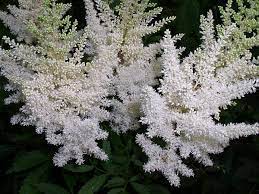 Astilbe White Washington Plants Uk White Gardens Astilbe Arendsii
