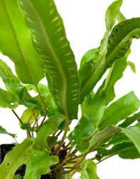 Image result for Asplenium ceii