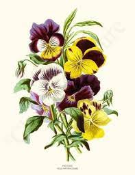 Pansies Flower Prints Art Flower Illustration Botanical Art