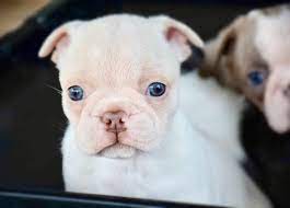 We did not find results for: Boston Terriers Of Color Startseite Facebook