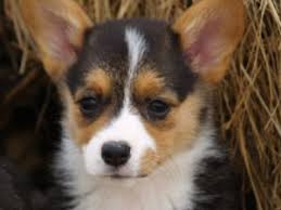 We are responsible pembroke welsh corgi breeders with two locations; Pembroke Welsh Corgi Puppies In Texas