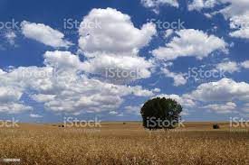 Foto De Paisagem Do Clima Continental Trigo Cultivado Com Ceu Nublado E Azul E Mais Fotos De Stock De Agricultura Istock
