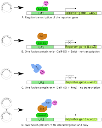 Dna, proteins, and mutations below are two partial sequences of dna bases (shown for only one strand of dna) sequence 1 is from a human and sequence 2 is from a cow. Two Hybrid Screening Wikipedia