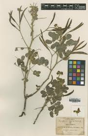 Image result for Kotschya capitulifera