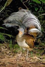 Bird That Sounds Like A Squeaky Toy At Night Lyre Bird Australia Menura Novaehollandiae Depicted Here Because Of Its Pheasant Like Appearance Australian Birds Birds Nature Birds