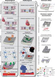 Maybe you would like to learn more about one of these? Plasma Membrane Integrity In Health And Disease Significance And Therapeutic Potential Cell Discovery