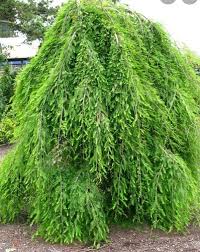 We did not find results for: Anyone Ever Work With Weeping Bald Cypress Horticulture Mirai Forum